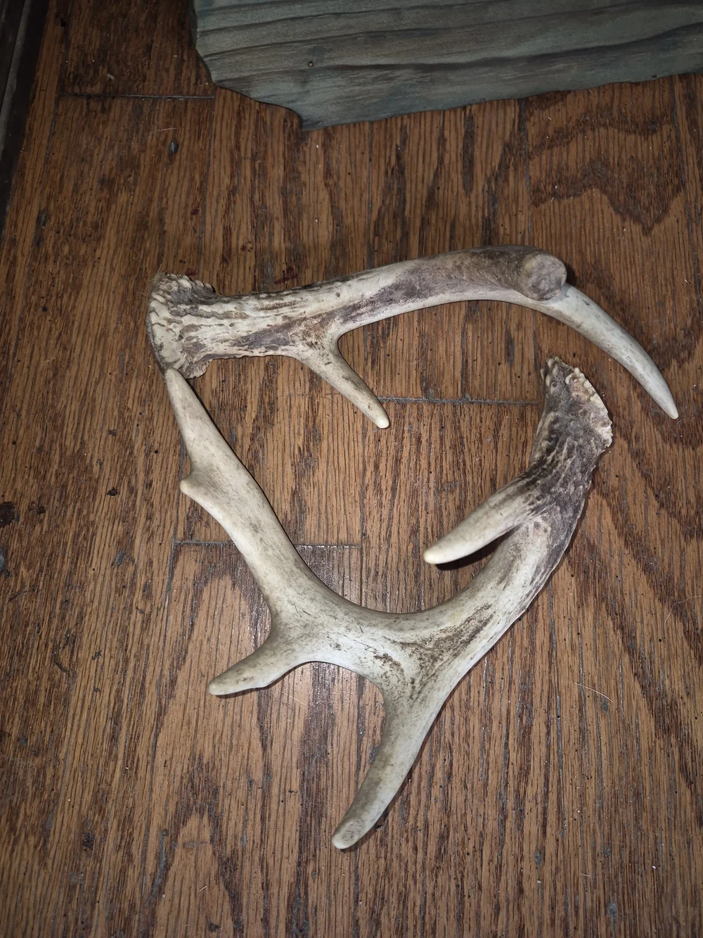 Whitetail Natural Deer Antler Chews. Lot Of 10. Various Sizes.